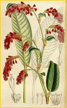   ( Polygonum griffithii )  Curtis's Botanical Magazine 1917