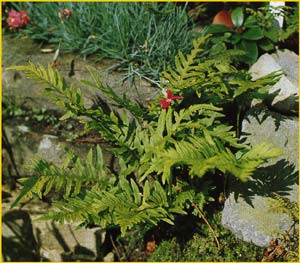   'Ramosum' ( olypodium vulgare 'Ramosum' )