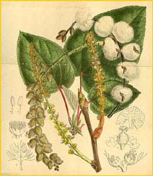   ( opulus lasiocarpa )  Curtis's Botanical Magazine 1915