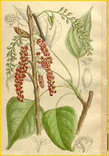     ( opulus nigra betulifolia ) Curtis's Botanical Magazine  1910