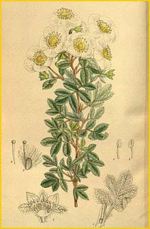    ( Potentilla davurica veitchii ) Curtis's Botanical Magazine 1915