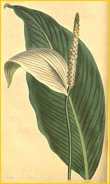   ( Pothos cannaefolia ) Curtis's Botanical Magazine