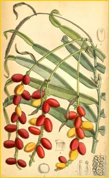   ( Pothos repens ) Curtis's Botanical Magazine
