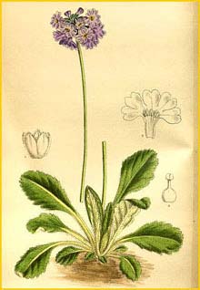   ( Primula bellidifolia )  Curtis's Botanical Magazine  1919