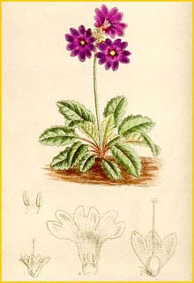   ( Primula chasmophila )  Curtis's Botanical Magazine  1919