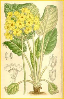   ( Primula forrestii )  Curtis's Botanical Magazine 1910