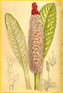   ( Primula littoniana )  Curtis's Botanical Magazine 1910