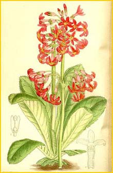   ( Primula maximowiczii )  Curtis's Botanical Magazine 1911