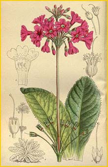   ( Primula miyabeana )  Curtis's Botanical Magazine 1915