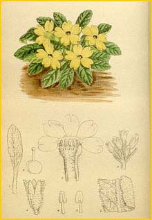   ( Primula pulvinata )  Curtis's Botanical Magazine 1920