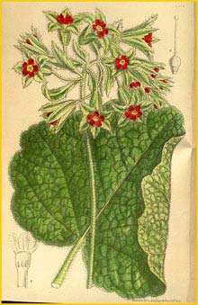   ( Primula pycnoloba )  Curtis's Botanical Magazine 1915