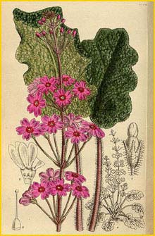   ( Primula silvicola )  Curtis's Botanical Magazine 1918