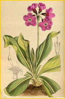    ( Primula sinopurpurea )  Curtis's Botanical Magazine 1918