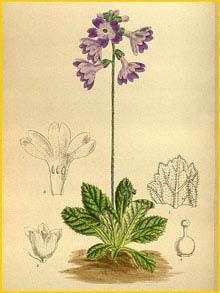   ( Primula spicata )  Curtis's Botanical Magazine 1919