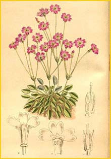   ( Primula tibetica )  Curtis's Botanical Magazine 1919