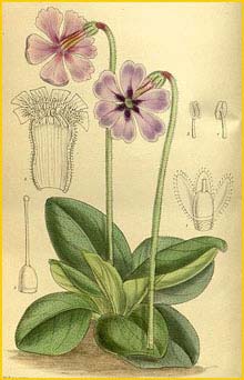  ( Primula vinciflora )  Curtis's Botanical Magazine 1914