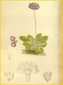   ( Primula wattii )  Curtis's Botanical Magazine 1912