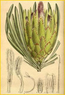   ( Protea longifolia )  Curtis's Botanical Magazine 1919