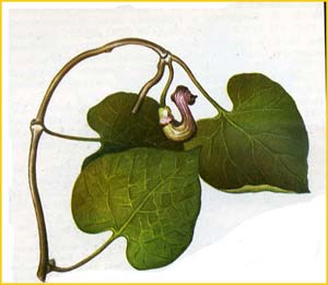   ( Aristolochia mandshuriensis )    