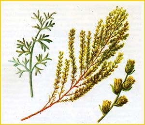   ( Artemisia cina )    