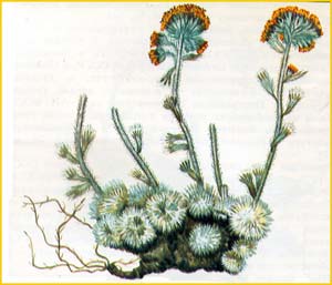   ( Artemisia senjavinensis )    
