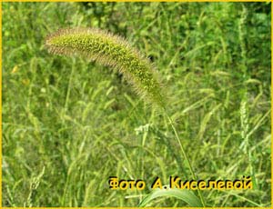    ( Setaria macrochaeta )