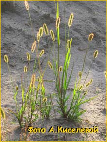    (Setaria viridis)
