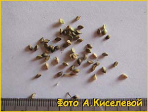    (Setaria viridis)