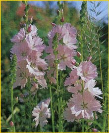    'Elsie-Heugh' ( Sidalcea malviflora 'Elsie-Heugh' )