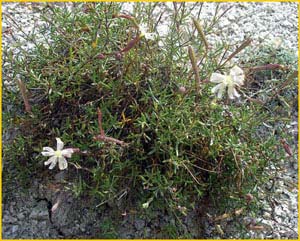   ( Silene cretacea ),    