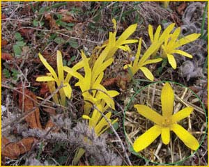   ( Sternbergia colchiflora ),    