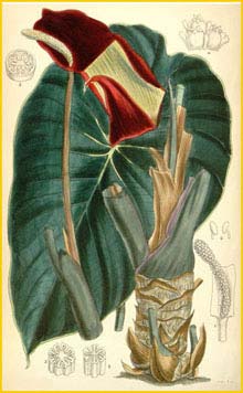     ( Steudnera colocasiifolia ) Curtis's Botanical Magazine