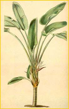    ( Strelitzia alba ) Curtis's Botanical Magazine