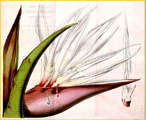    ( Strelitzia alba ) Curtis's Botanical Magazine