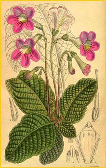   ( Streptocarpus cyaneus ) Curtis's Botanical Magazine 1913