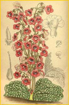   ( Streptocarpus denticulata ) Curtis's Botanical Magazine 1915