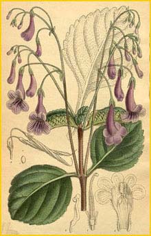   ( Streptocarpus orientalis ) Curtis's Botanical Magazine 1913