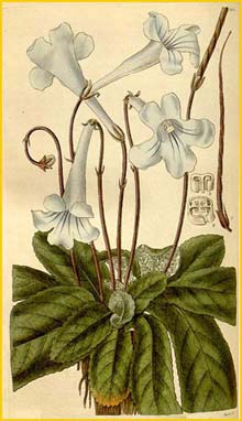    ( Streptocarpus rexii ) Curtis's Botanical Magazine 