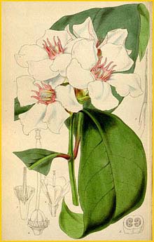   ( Strophanthus gratus )  Curtis's Botanical Magazine 1849