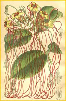   ( Strophanthus preussii )  Curtis's Botanical Magazine 1909