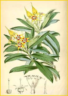    ( Strophanthus speciosus ) Curtis's Botanical Magazine 
