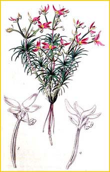    ( Stylidium bulbiferum ) Curtis's Botanical Magazine