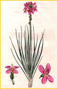   ( Stylidium hirsutum ) Curtis's Botanical Magazine