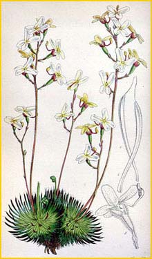   ( Stylidium saxifragoides ) Curtis's Botanical Magazine