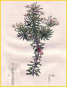   ( Stylidium adnatum ) Curtis's Botanical Magazine