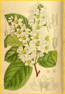   ( Styrax hemsleyanus )  Curtis's Botanical Magazine 1910