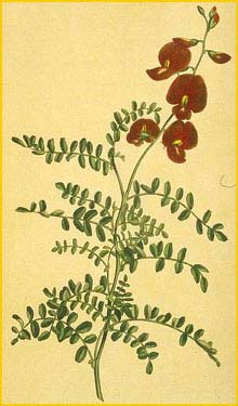   ( Swainsona galegifolia ) Edwards