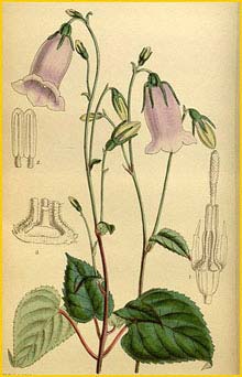   (  Symphyandra  asiatica )  Curtis's Botanical Magazine 1920