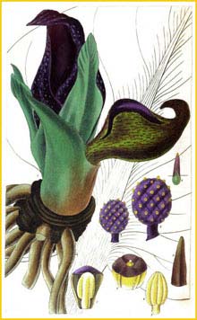   ( Symplocarpus foetidus ) Curtis's Botanical Magazine