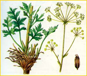   ( Aulacospermum popovii )    